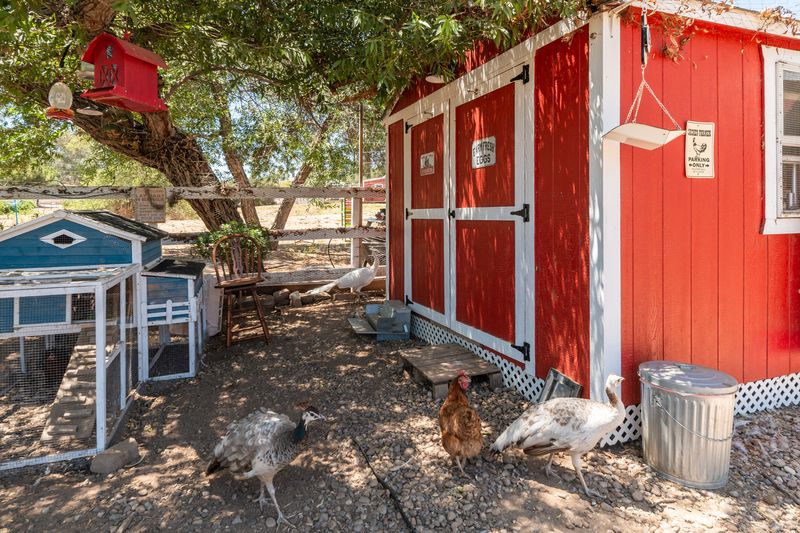 Peafowl and a hen walking past a red and white coop in the shade of a big tree, with a small blue coop beside it.