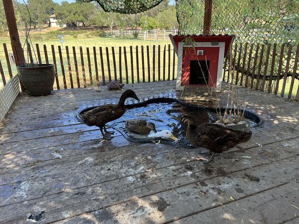 Ducks paddling and preening in a small pond set into a wooden deck, with a little red duck house behind them.