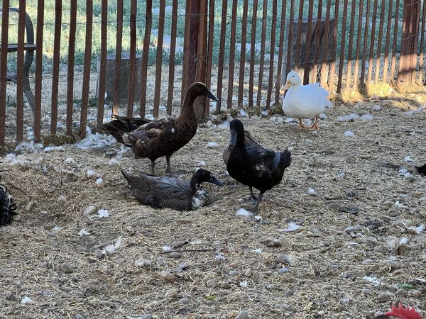 Dark brown ducks and a white duck on straw beside a wooden fence.