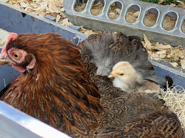 A brown hen settled in a nesting box with a pale chick peeking out from under her feathers.