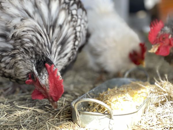 Close up of hens eating from a metal dish on a bed of straw, one with black and white laced feathers and a bright red comb.