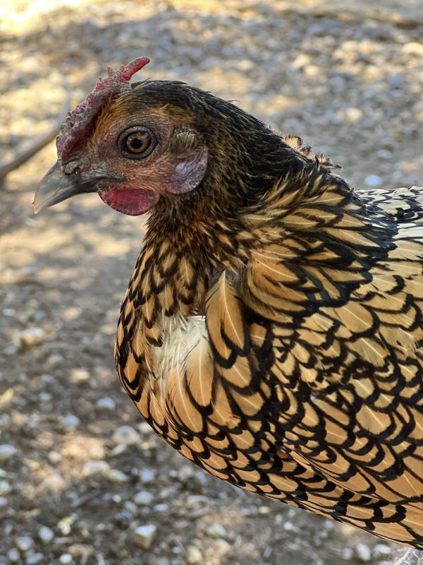 A hen with golden feathers edged in black, looking straight at the camera.