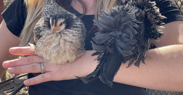 Two young hens resting on a host's forearm, one speckled grey and buff, the other with fluffy dark feathers.