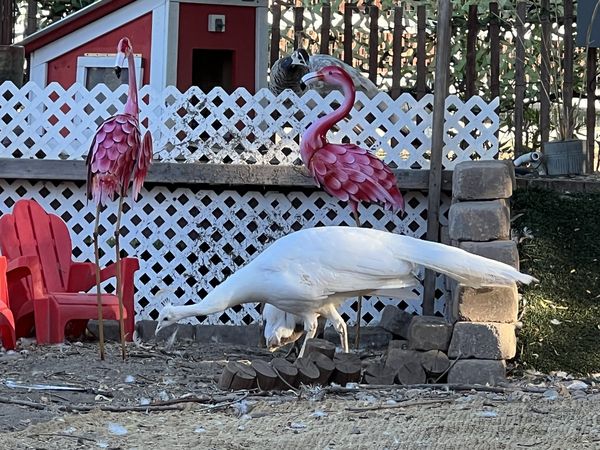A white peacock walking past red garden chairs, its long white train trailing behind it.