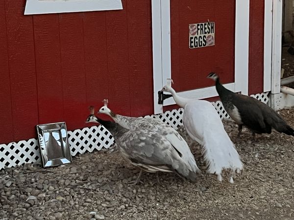 Three peafowl pecking along the base of a red coop under a Fresh Eggs sign: one grey and silver, one pure white, and one dark.