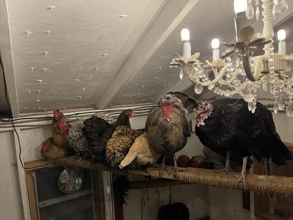 Hens and turkeys lined up on a rope-wrapped roost inside a white coop, under a crystal chandelier.