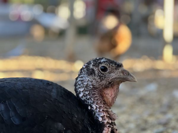 A dark turkey resting on the ground in the garden, its speckled head turned to one side.