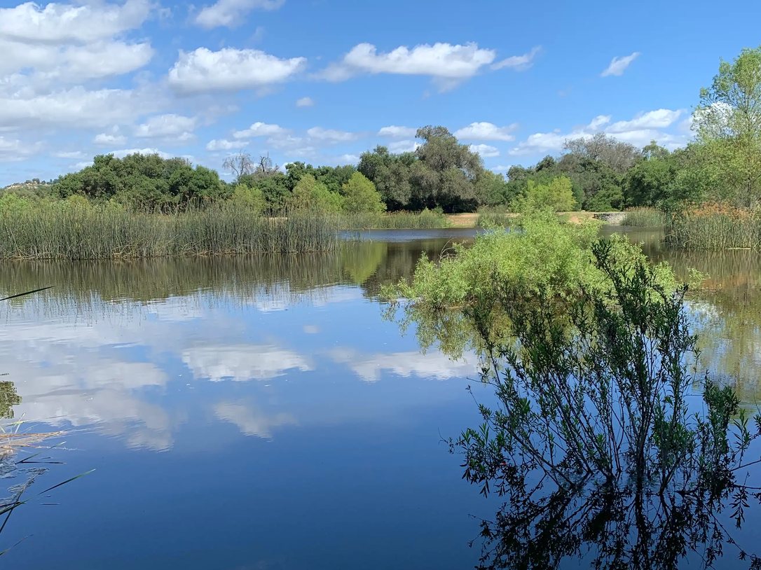 The fishing pond at Dos Picos County Park on a clear day, with reeds and oaks along the far bank and the sky and clouds reflected in still water.