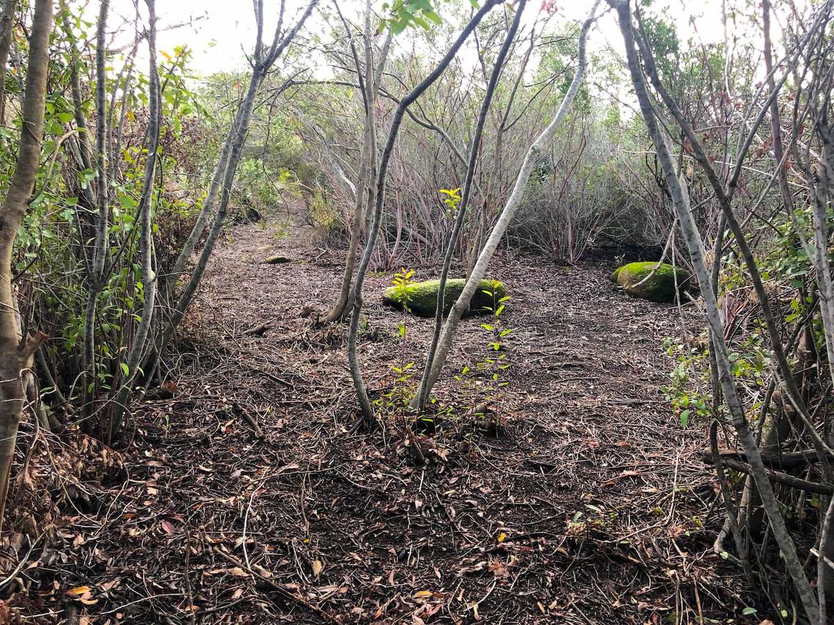 A cleared single-track trail winding through manzanita, with moss-covered granite alongside it.