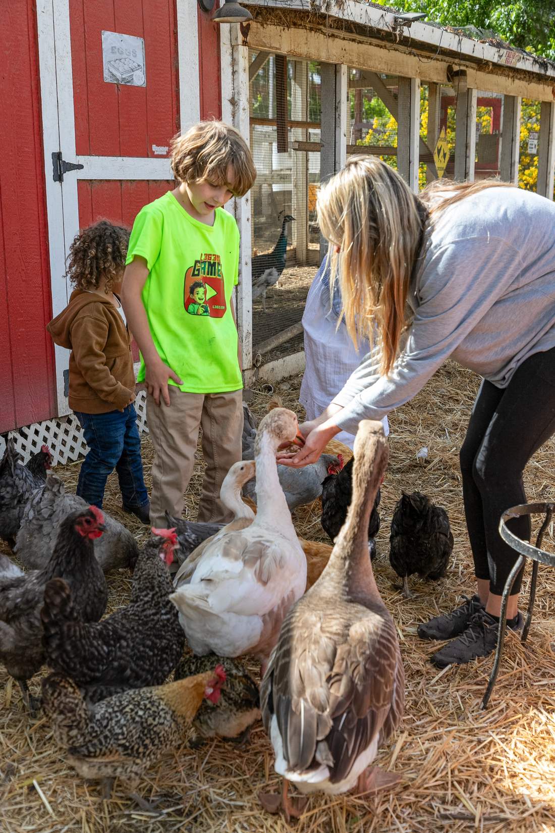 Feeding the flock beside the coop with children gathered round.